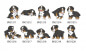Mobile Preview: Impfpasshülle Hund Berner Sennenhund